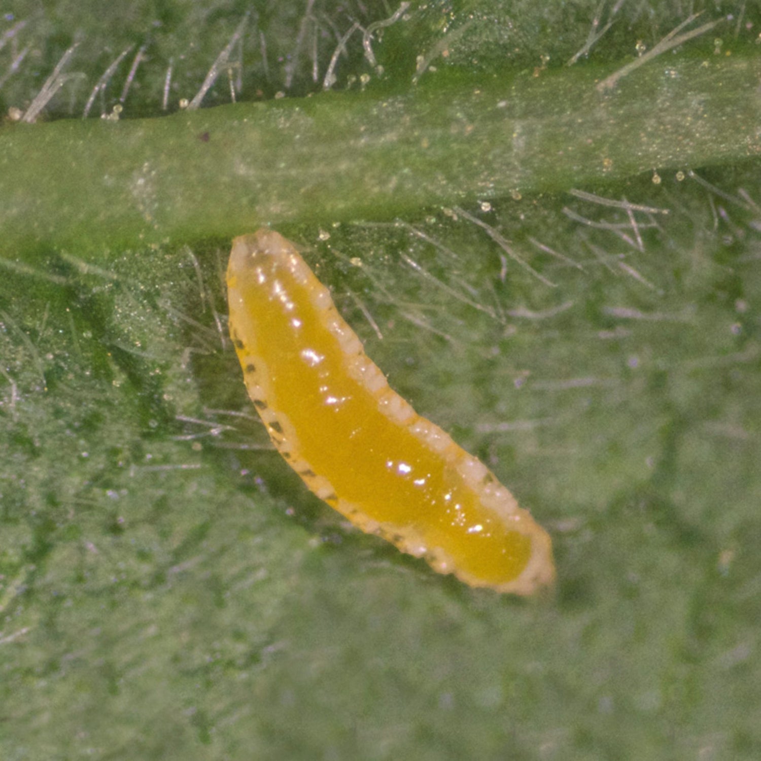 APHIDOcontrol (Aphidoletes aphidimyza) 10K Tube