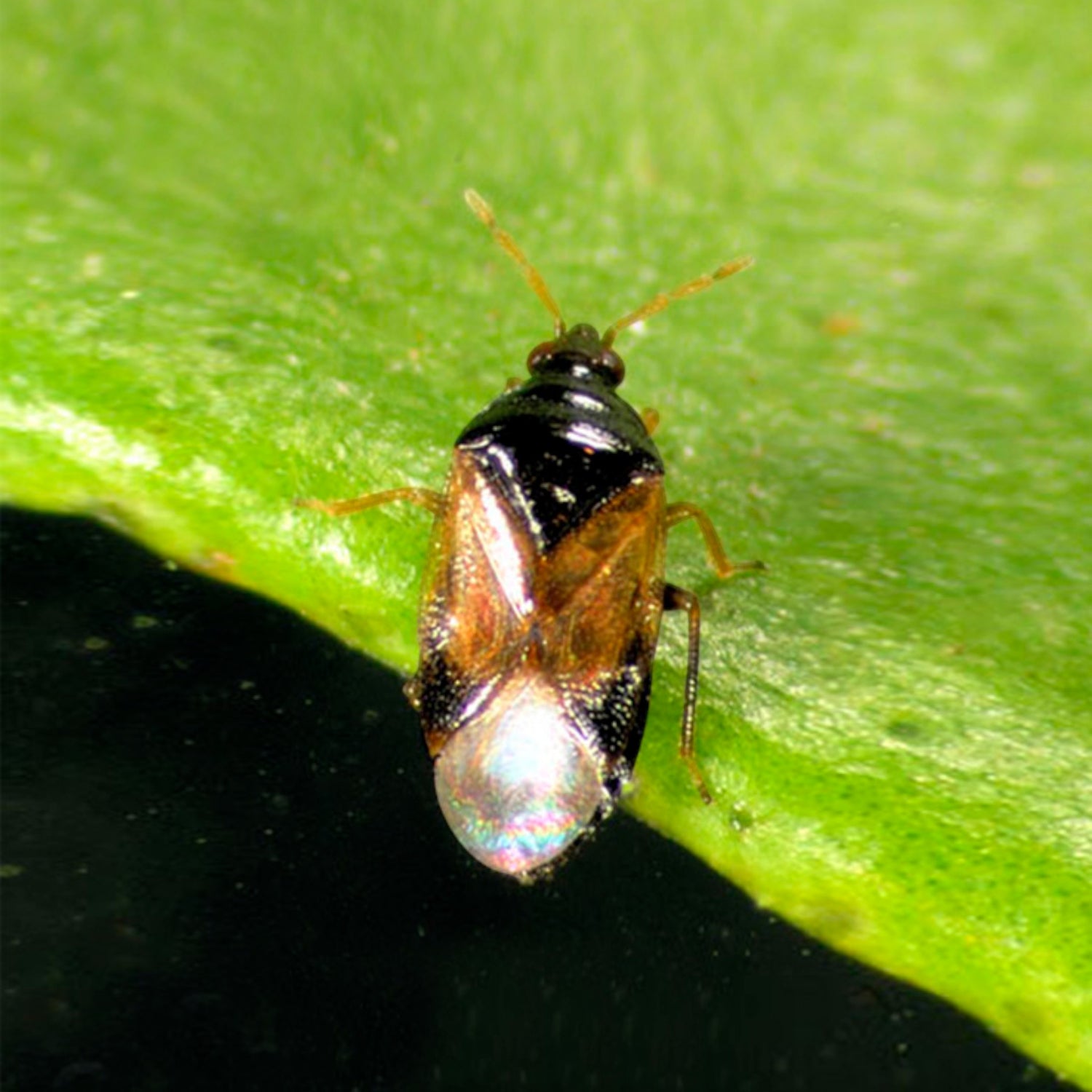ORIcontrol - nymphs (Orius laevigatus) 1K Loose Bottle 0.5L