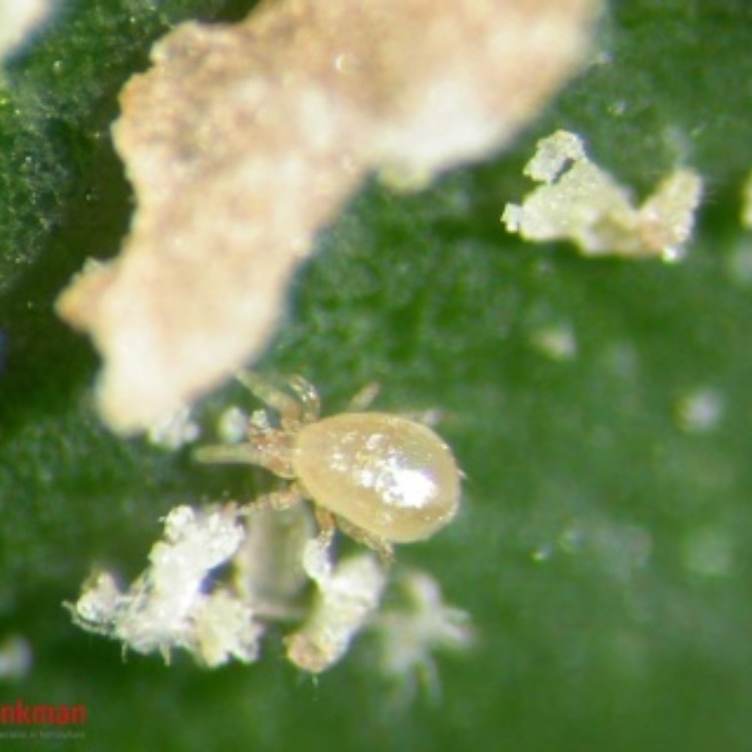 AMBLYcontrol (Neoseiulus cucumeris) 500K Sachets (500 per box)