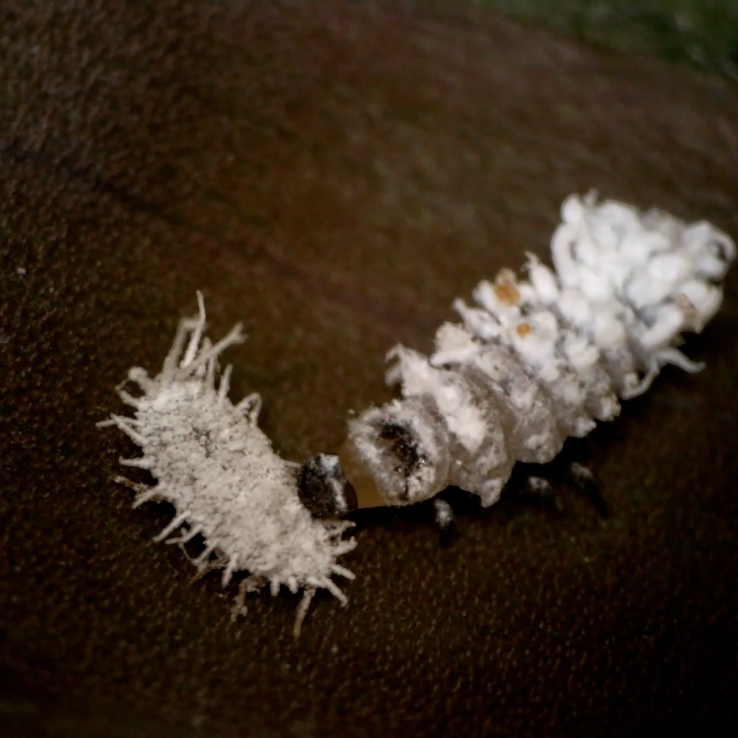 CRYPTOcontrol (Crytpolaemus) 250 Larvae Bottle