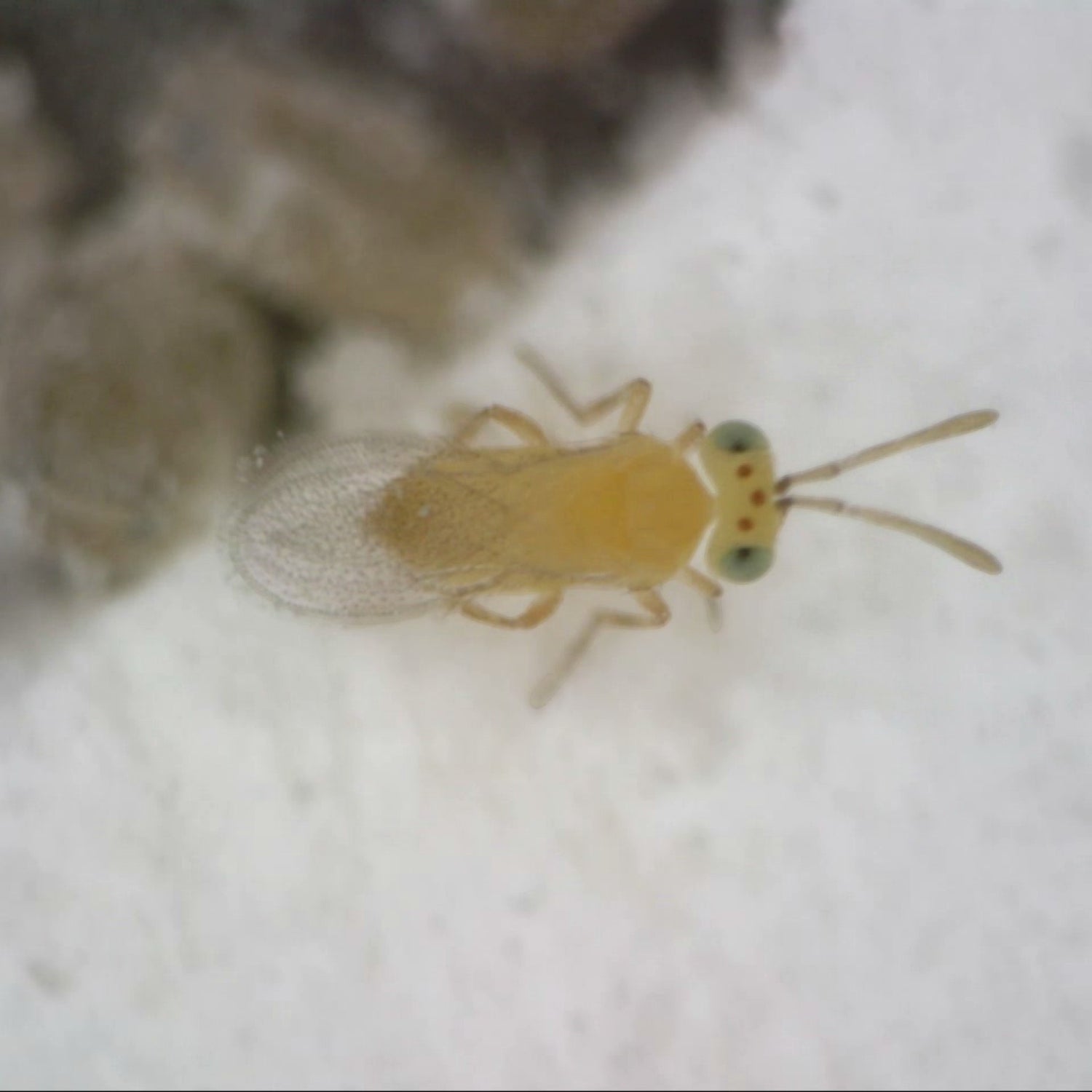 EREMIcontrol (Eretmocerus eremicus) 15K Loose Bottle