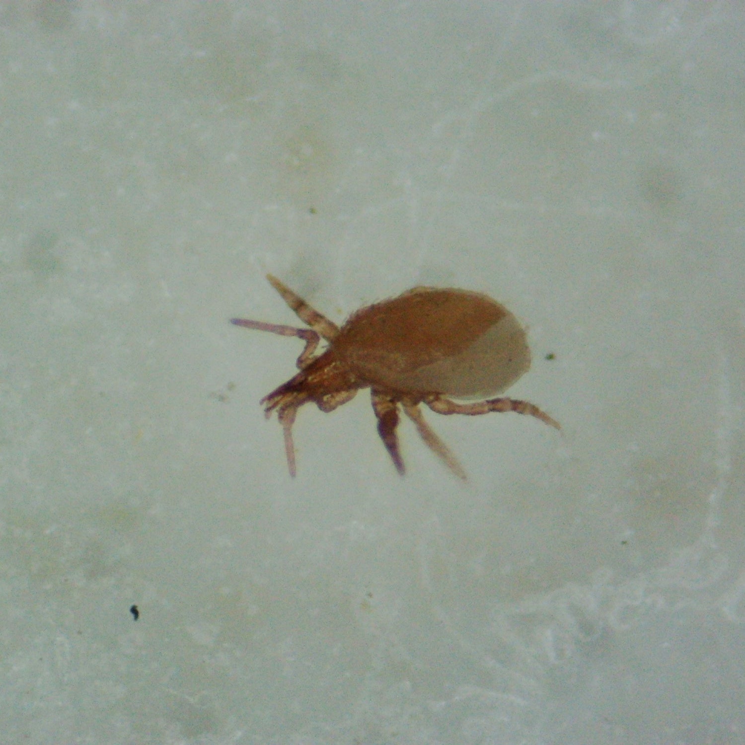 HYPOcontrol miles (Stratiolaelaps scimitus) 125K Loose Bag 5L