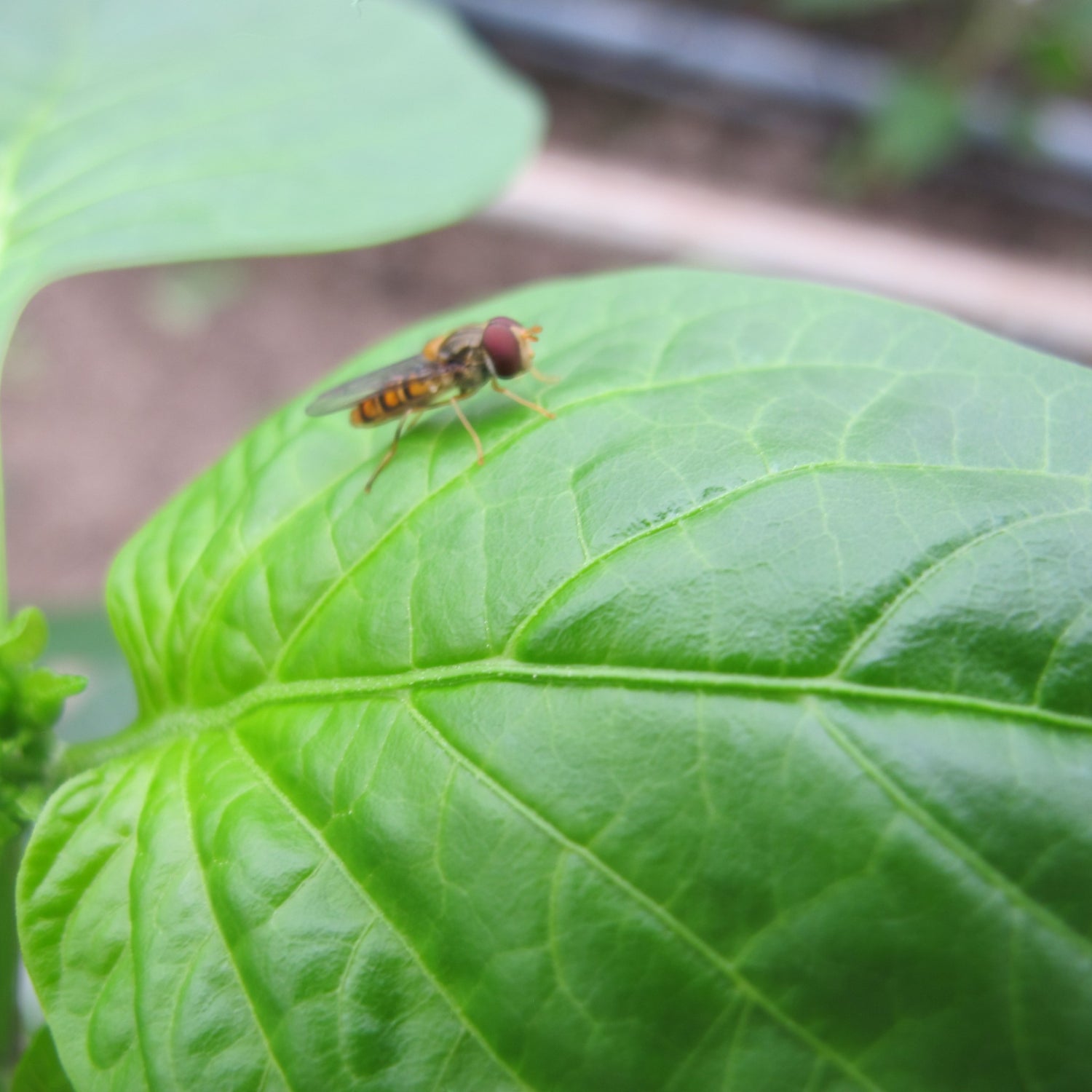 SIRFIcontrol B (Episyrphus balteatus) 100 Pupae Bopx