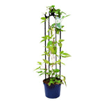 Obelisk 2 - 65cm Black (Box of 75)