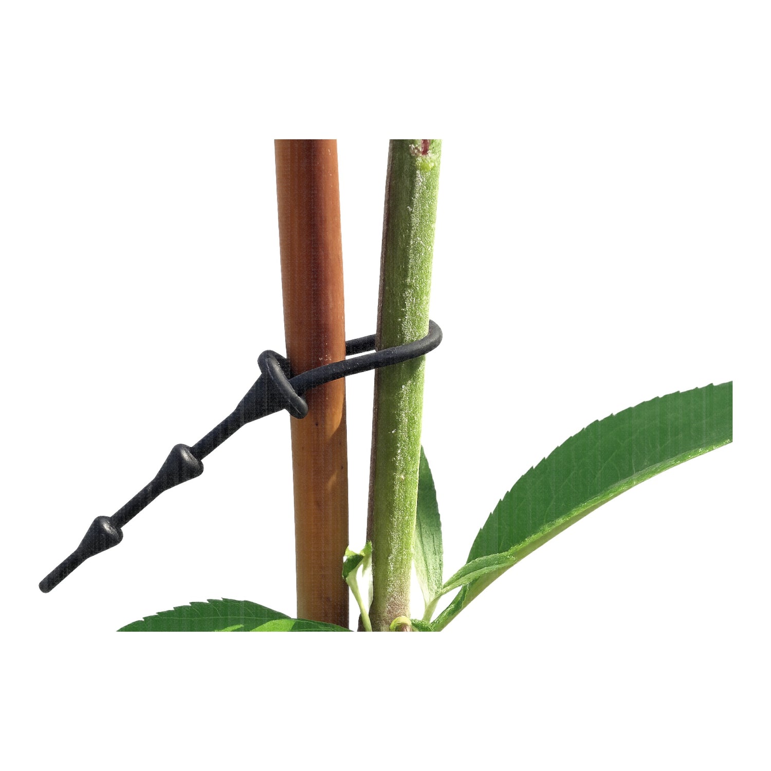 Super Soft Adjustable Shrub Tie 17cm 170mm Long BLACK (Box of 250)