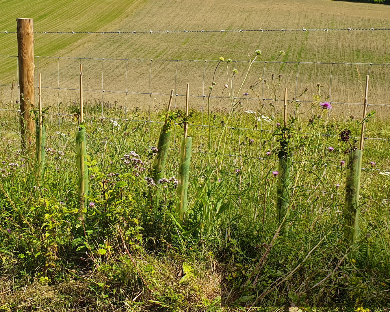 Tree Planting Season Is Almost Over – Do You Have Everything You Need?