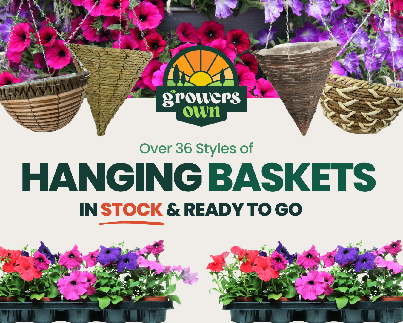 Hanging Baskets That Deliver Impact – Discover the Creation Horticulture Range