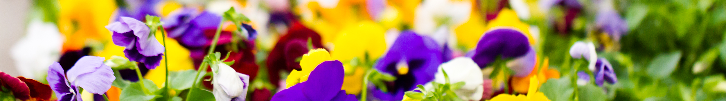 Hanging Baskets
