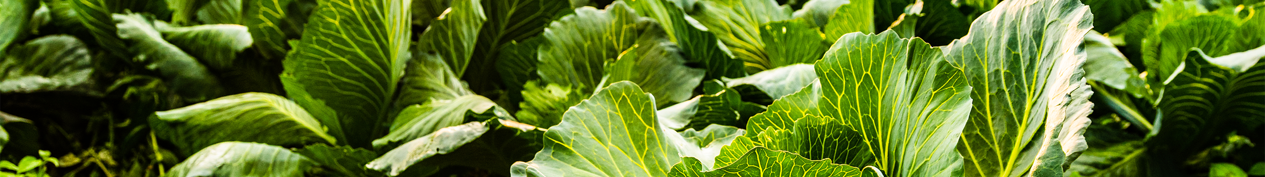 DOSATRON