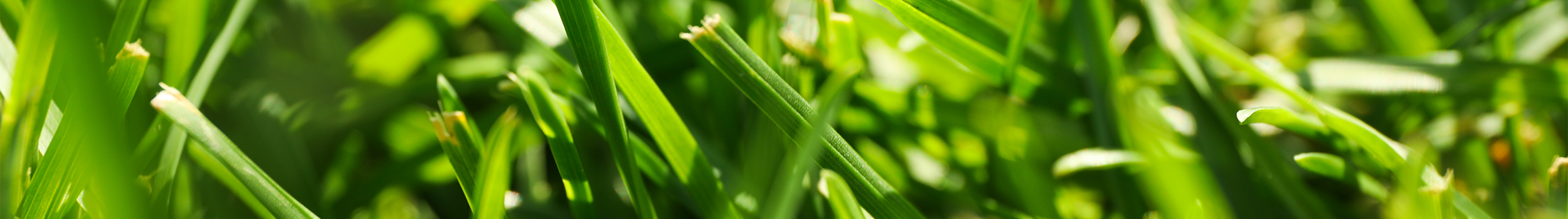 Lawn Care