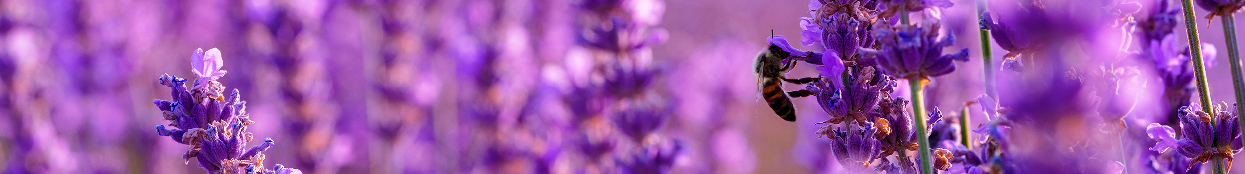 Thrips
