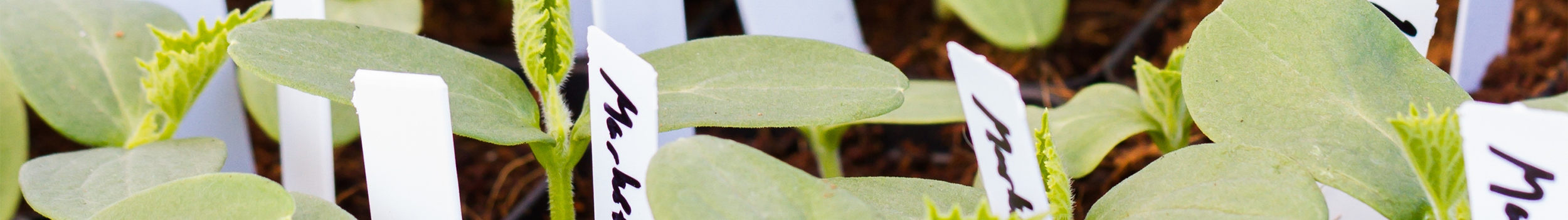 Plant Labels