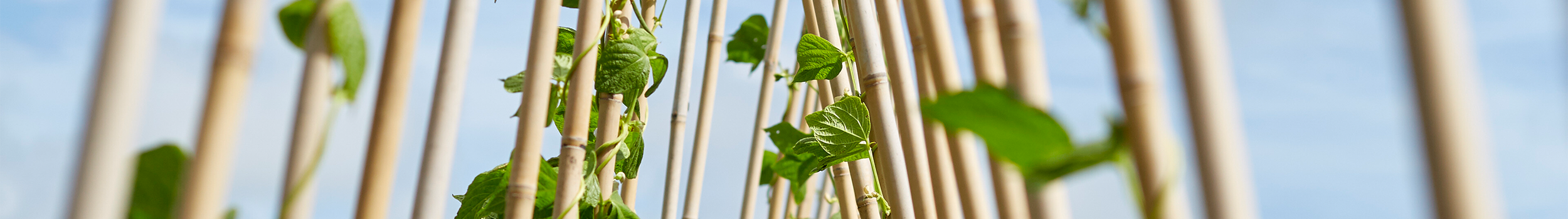 Plant Support & Tree Care