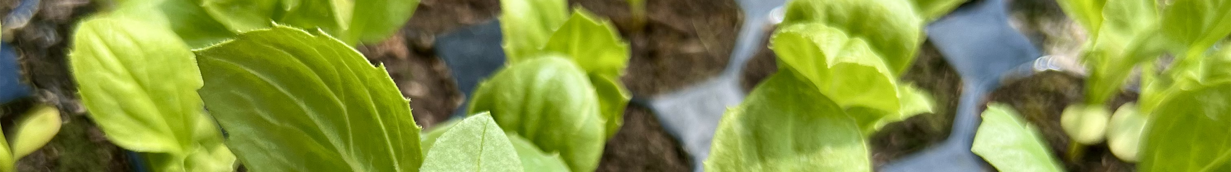 Propagation