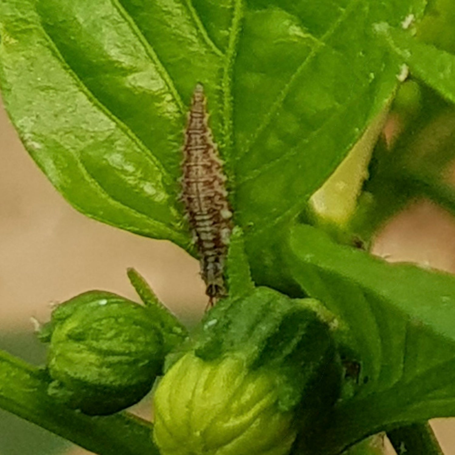 CHRYSOcontrol (Chrysoperla carnea) 10K Loose Bucket 5L