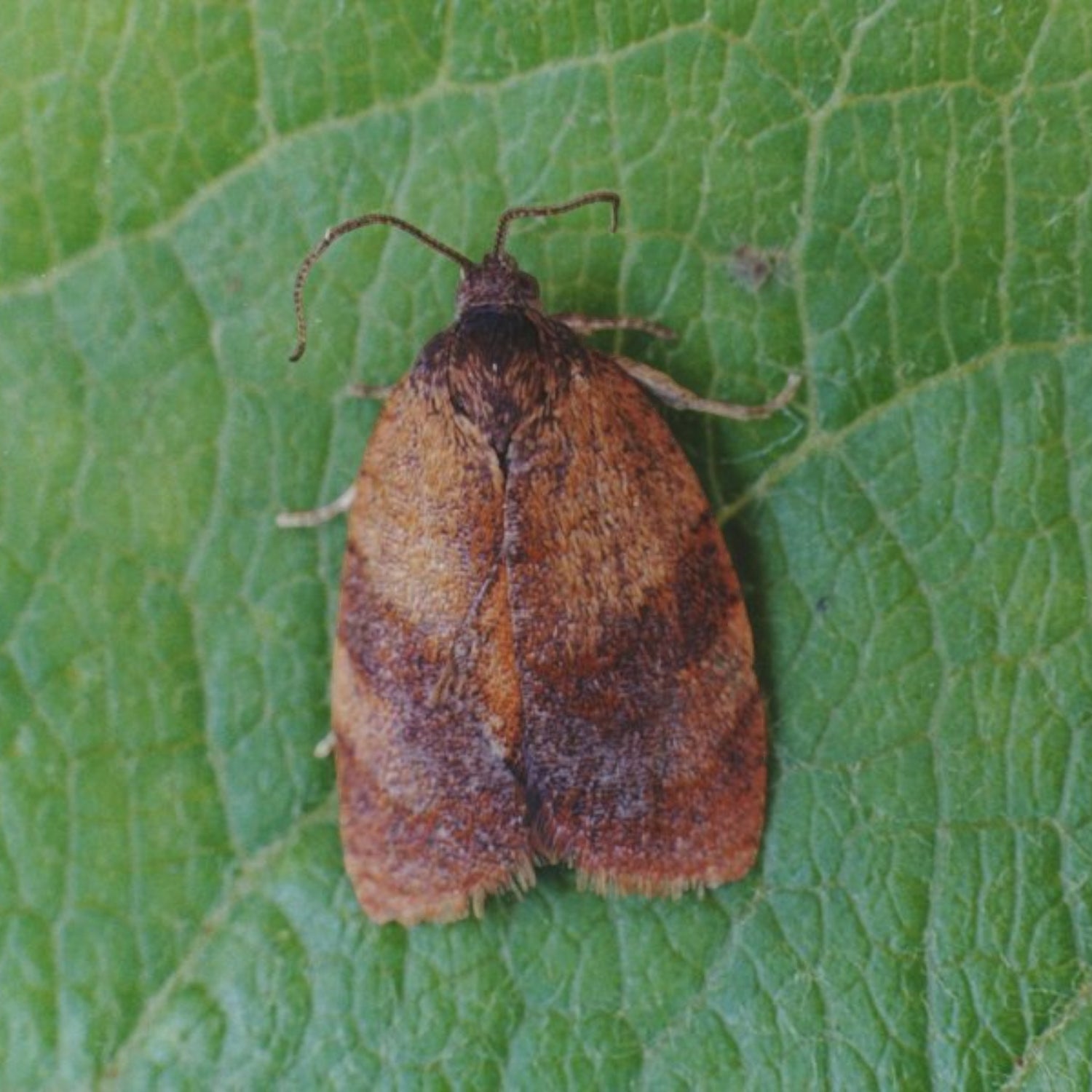 Carnation Tortrix (Pheromone capsules)