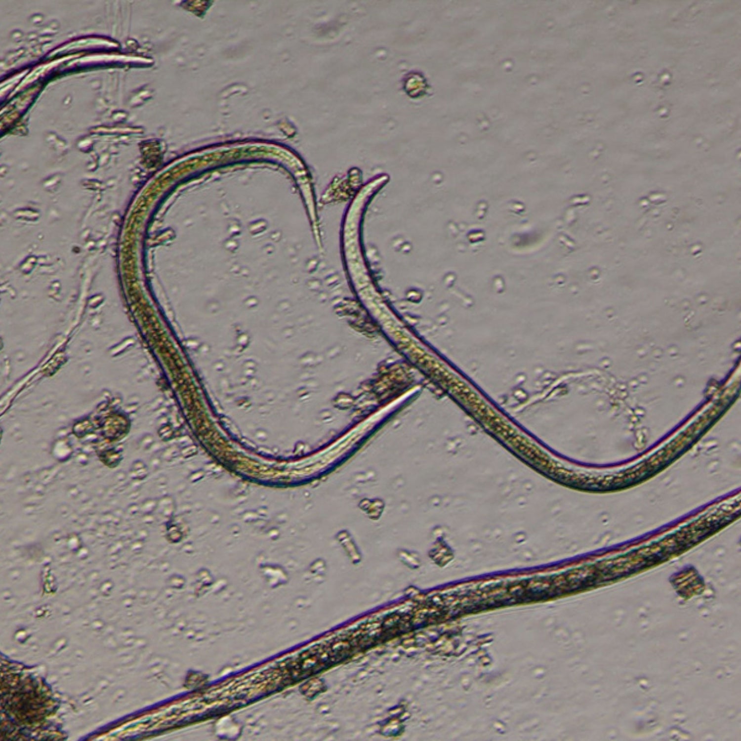 NEMAcontrol C (Steinernema carpocapsae) 250M Tray