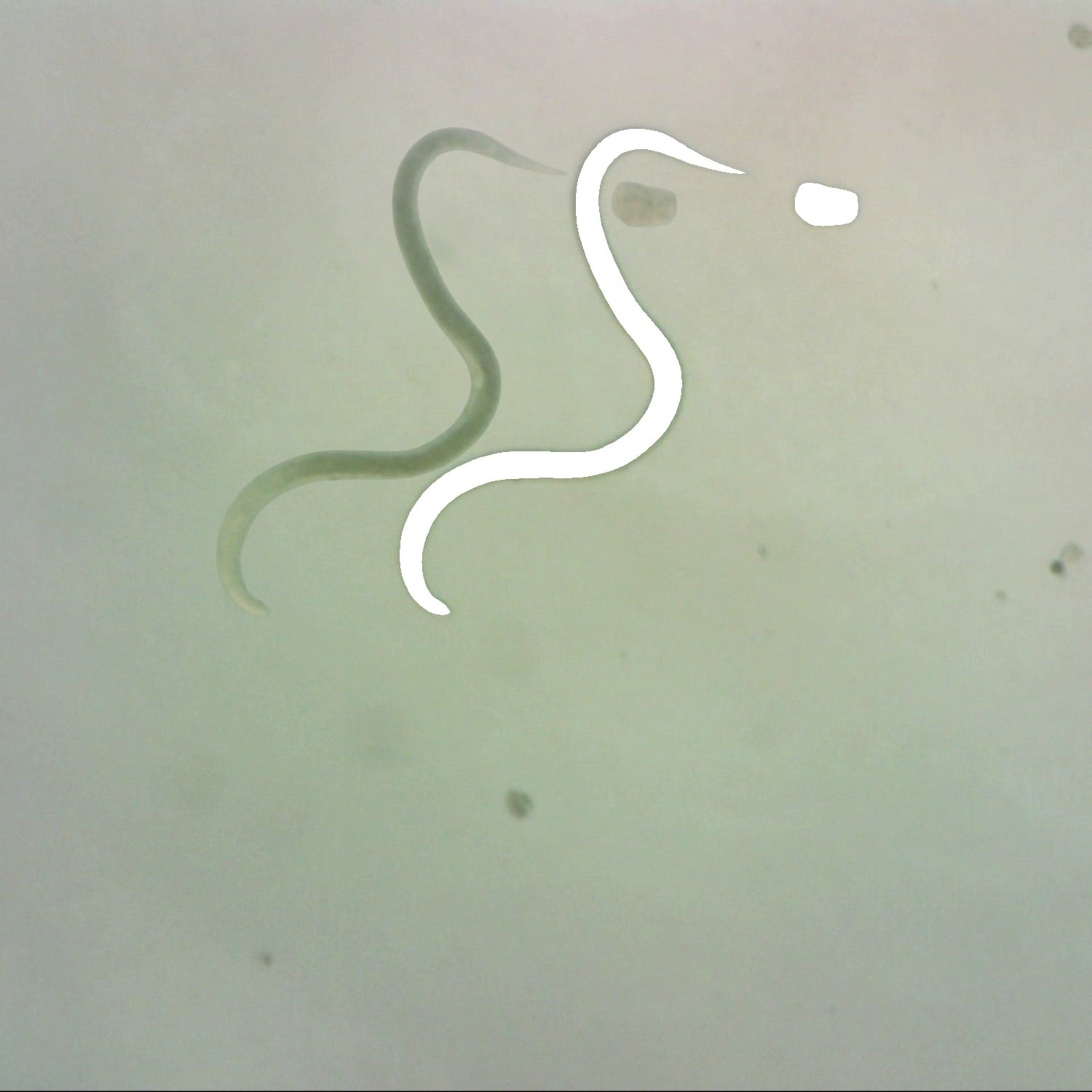 NEMAslug (Phasmarhabditis) 30M