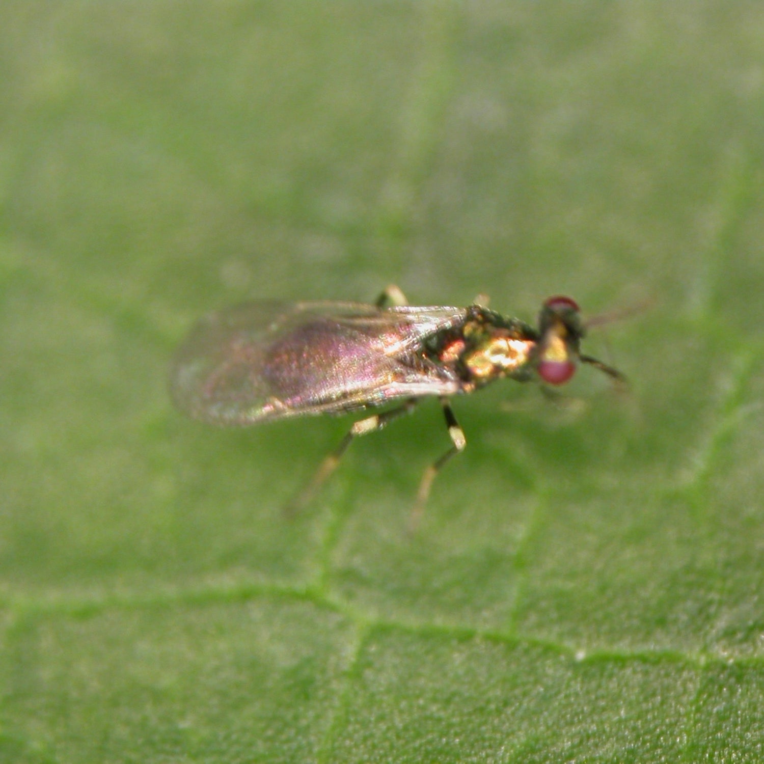 DIGLYcontrol (Diglyphus isaea) 250 Bottle