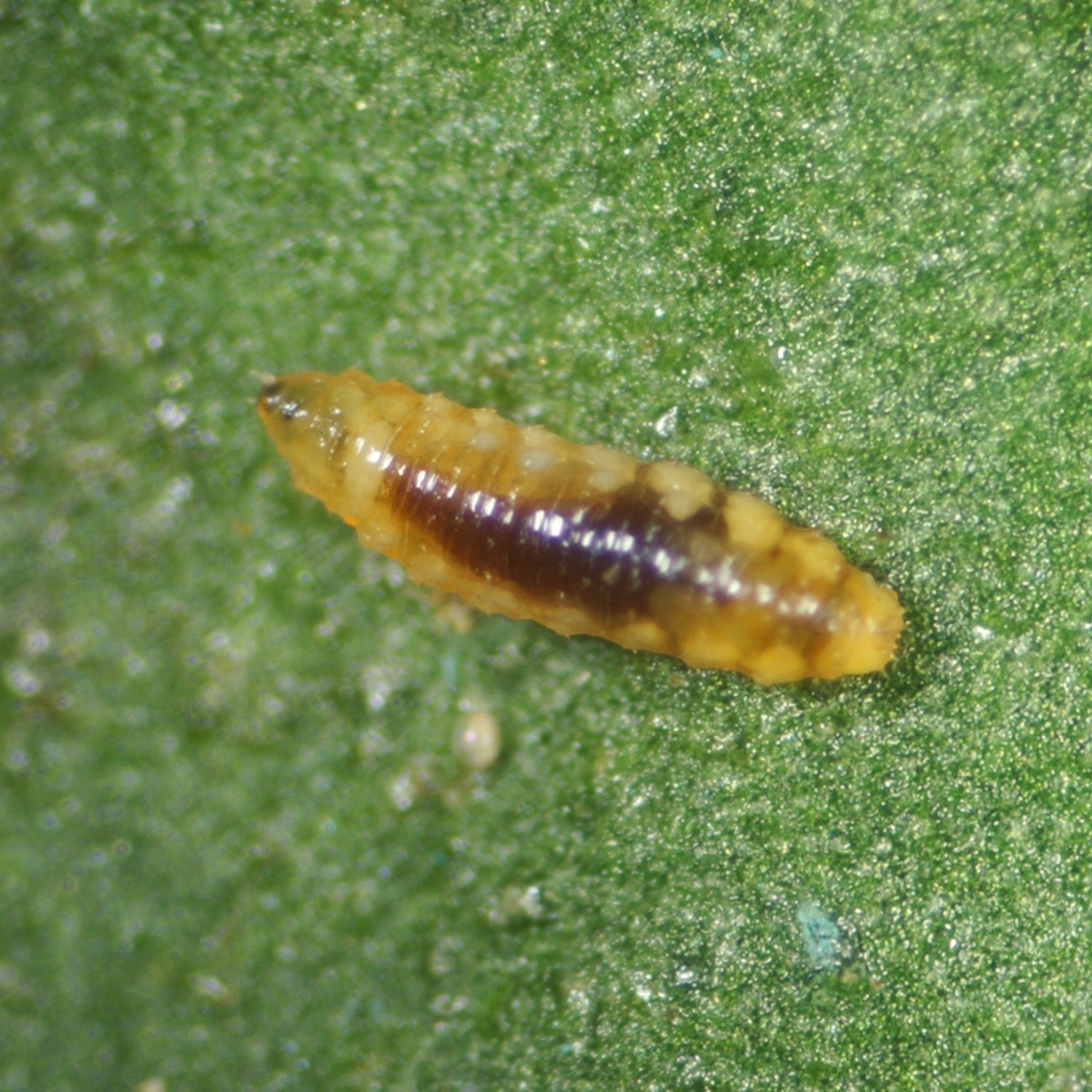 FELTIcontrol (Feltiella acarisuga) 250 Bottle