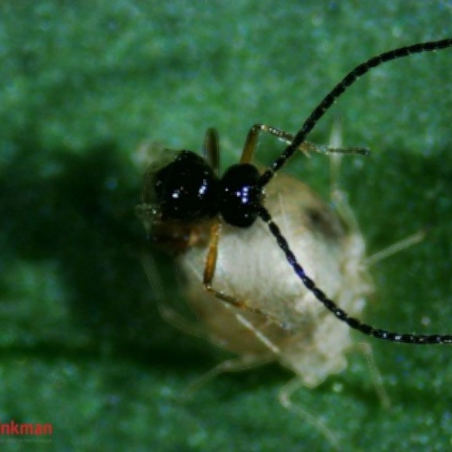 FRESAcontrol (Aphid parasitoid mix) 240 Tube