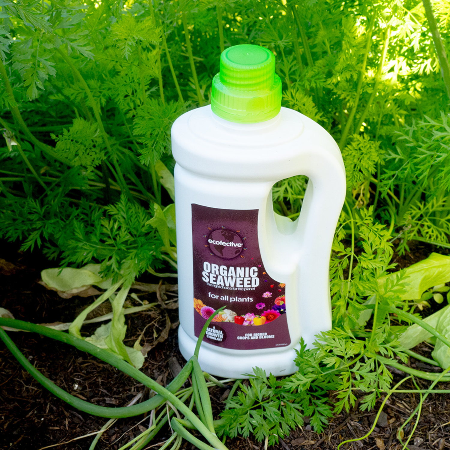 Organic Seaweed 800ml (6 per box)