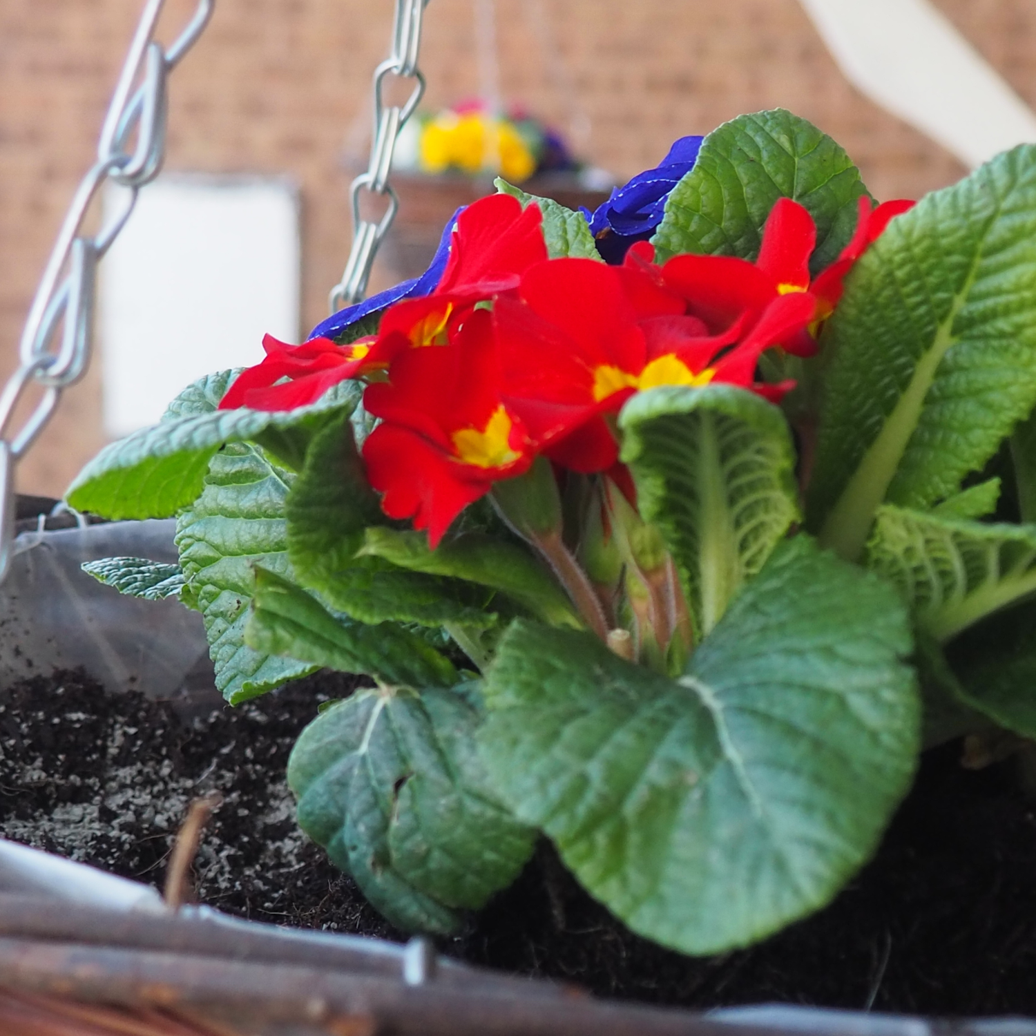 Natural Water Storing Granules  350g (6 per box)