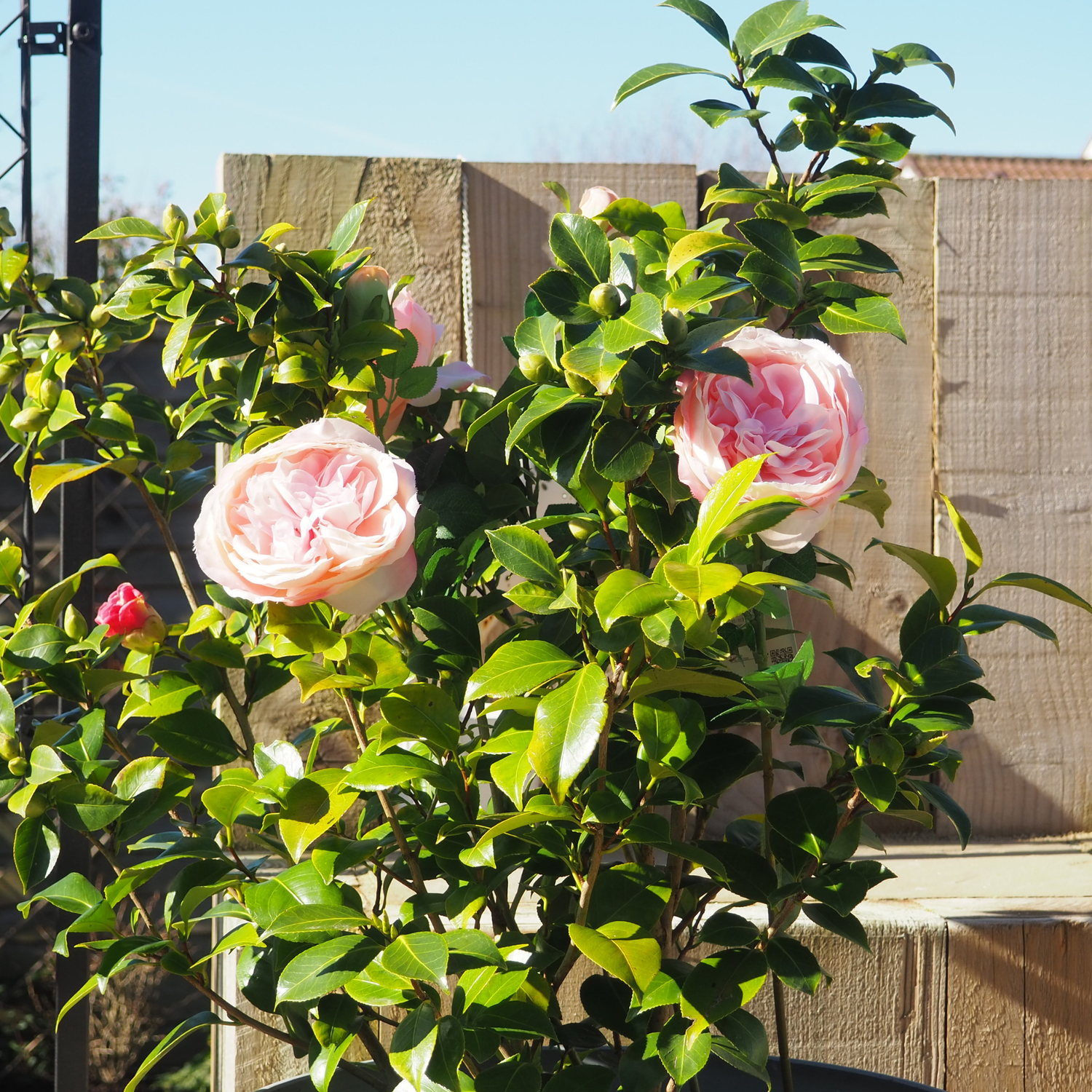 Rose Defender RTU Trigger Pouch 1L – Pesticide-Free, Physical Control for Roses and Ornamentals