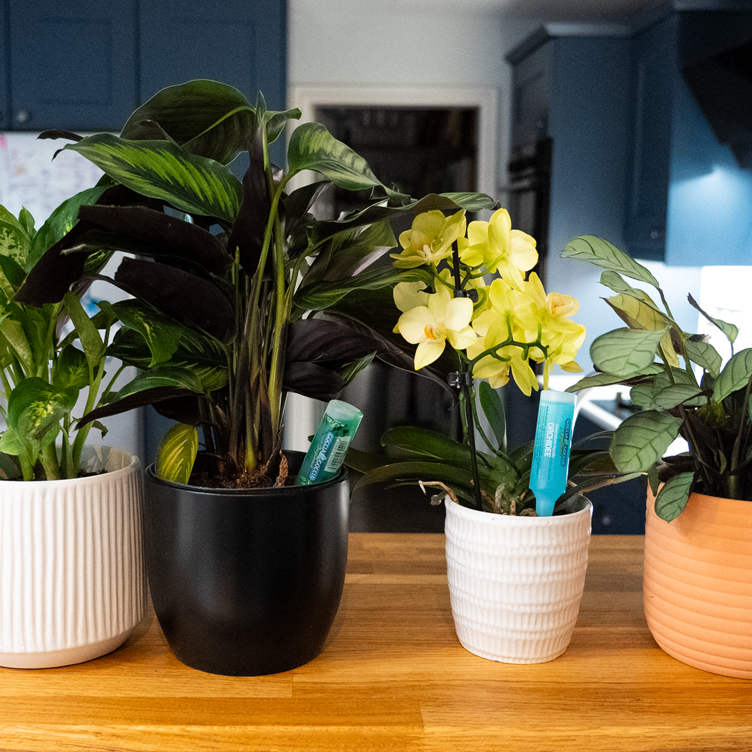 FITO Foliage Drip Feeders 5x32ml (12 per box)