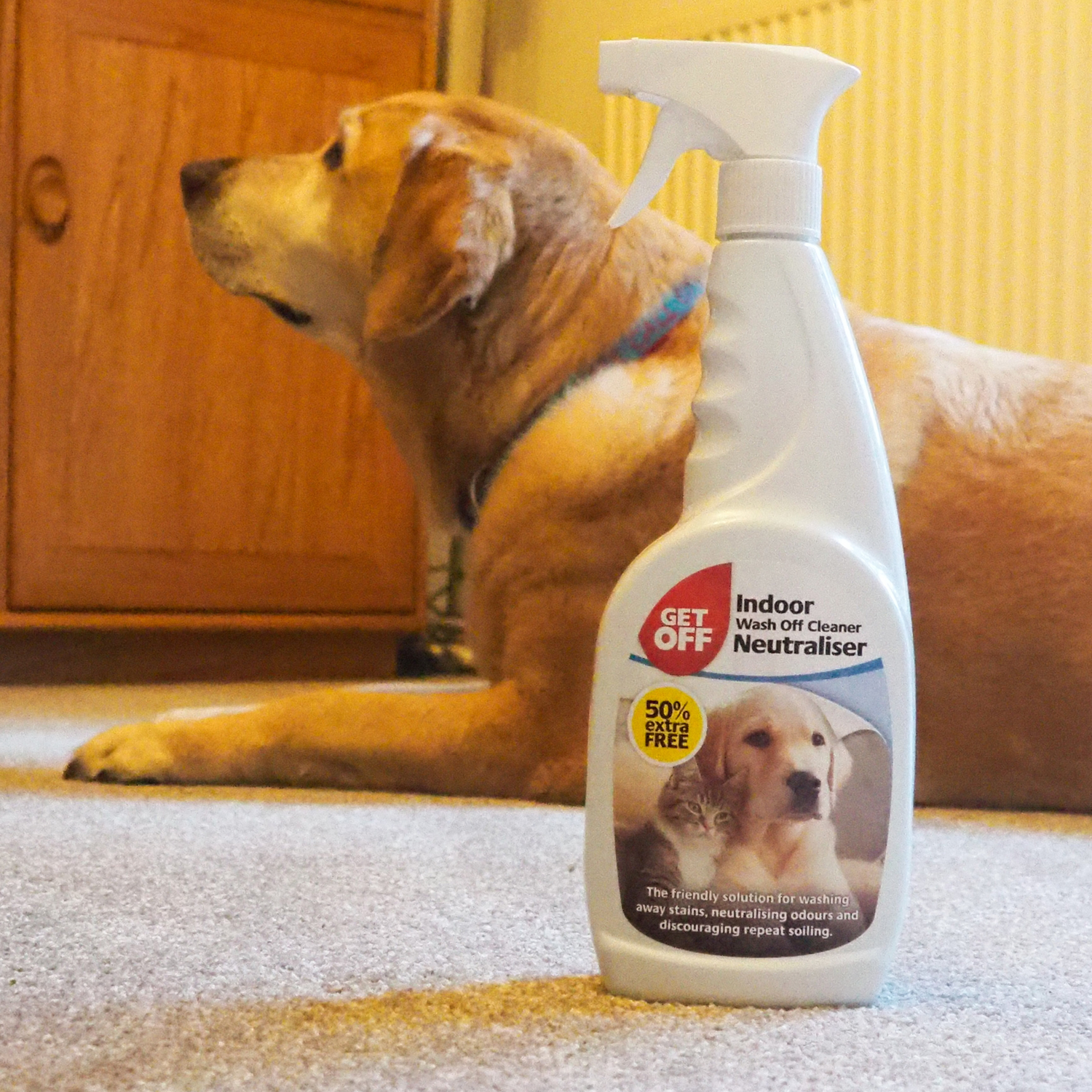 GET OFF Wash Off Indoor Cleaner Neutraliser 50%  Extra Free 750ml (6 per box)