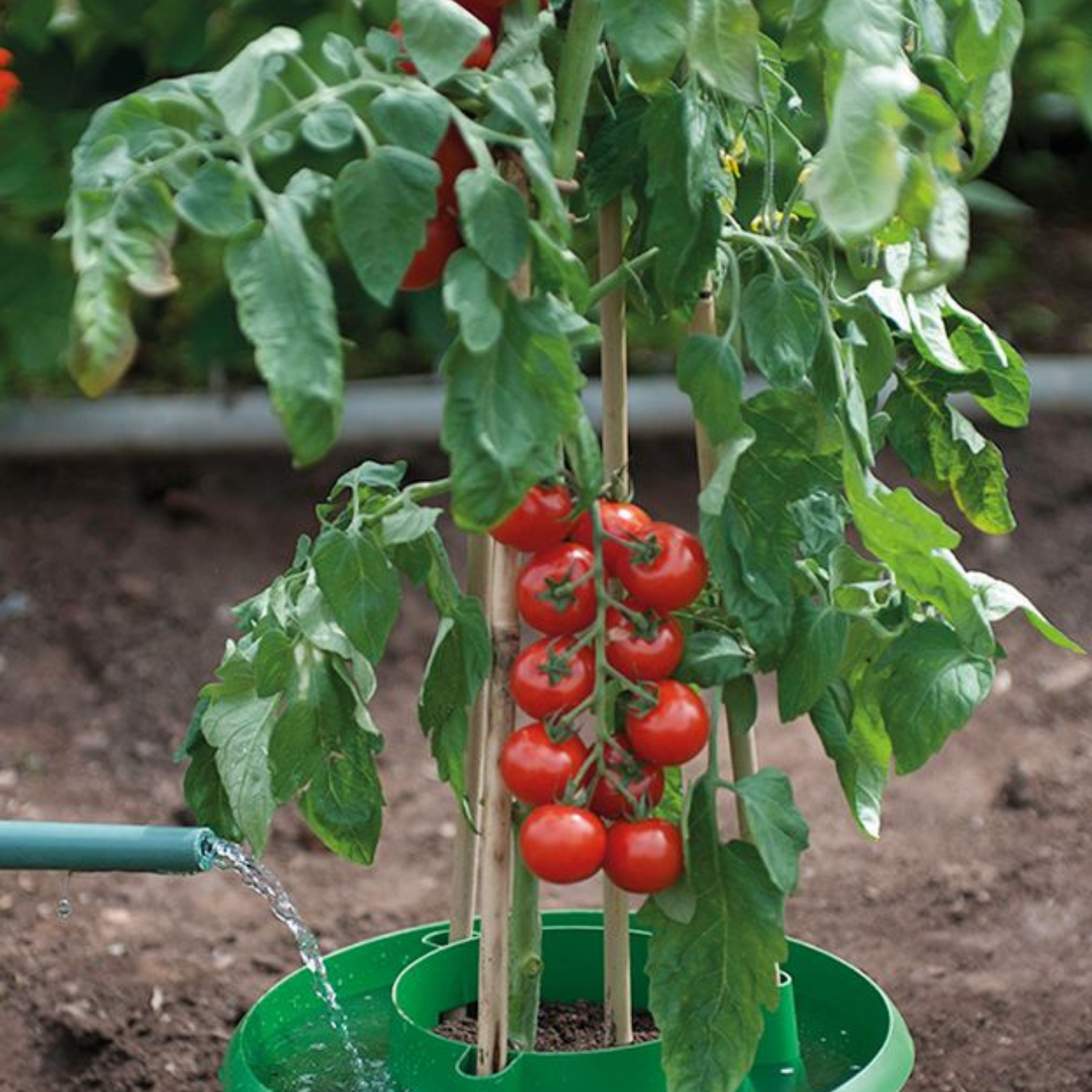 GARLAND Plant Halos Green - Set of 3 (4 per box)