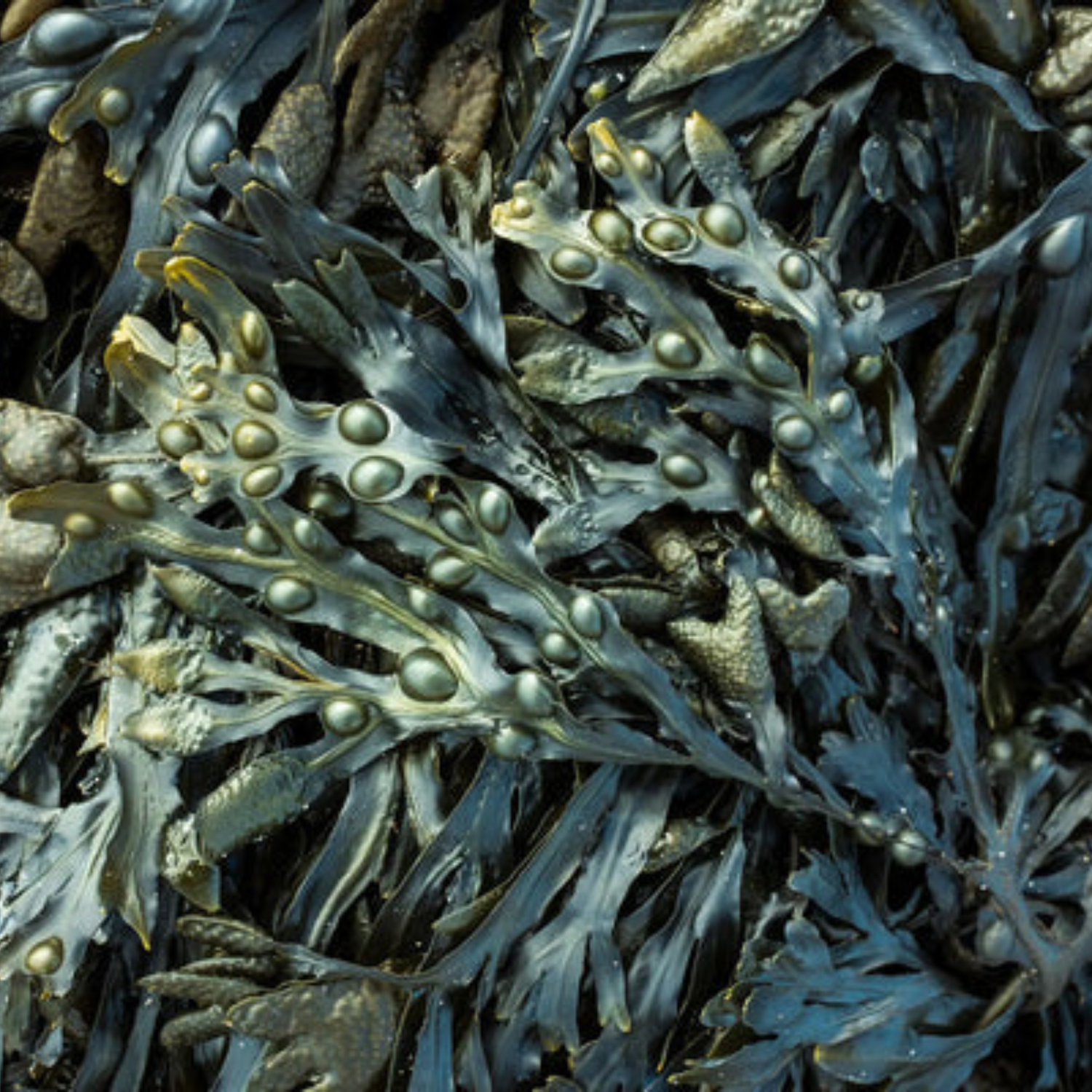 Aqua Culture Natural Seaweed Plant Growth Stimulant 10L
