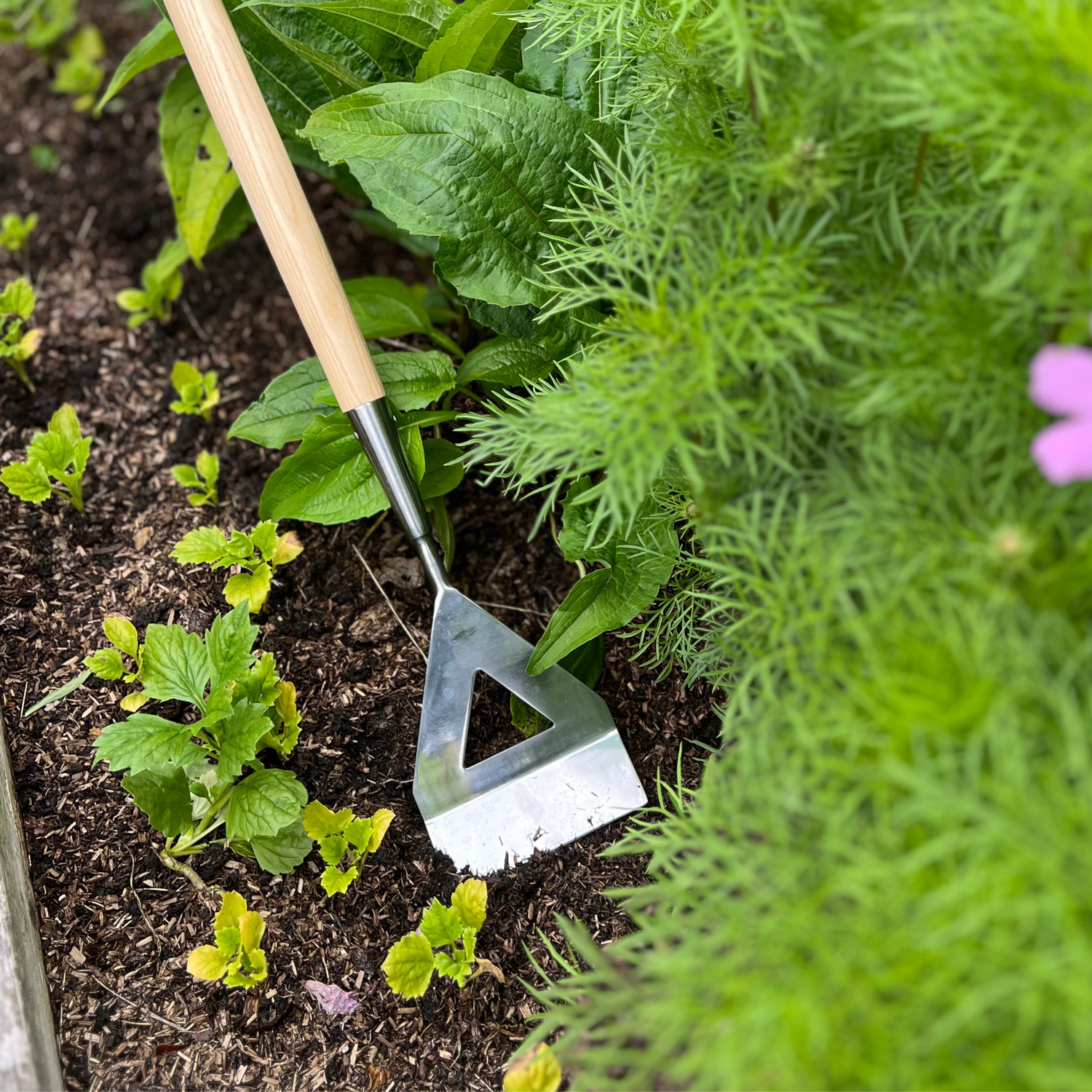 Growers Own Stainless Steel Dutch Hoe w/Ashwood Handle