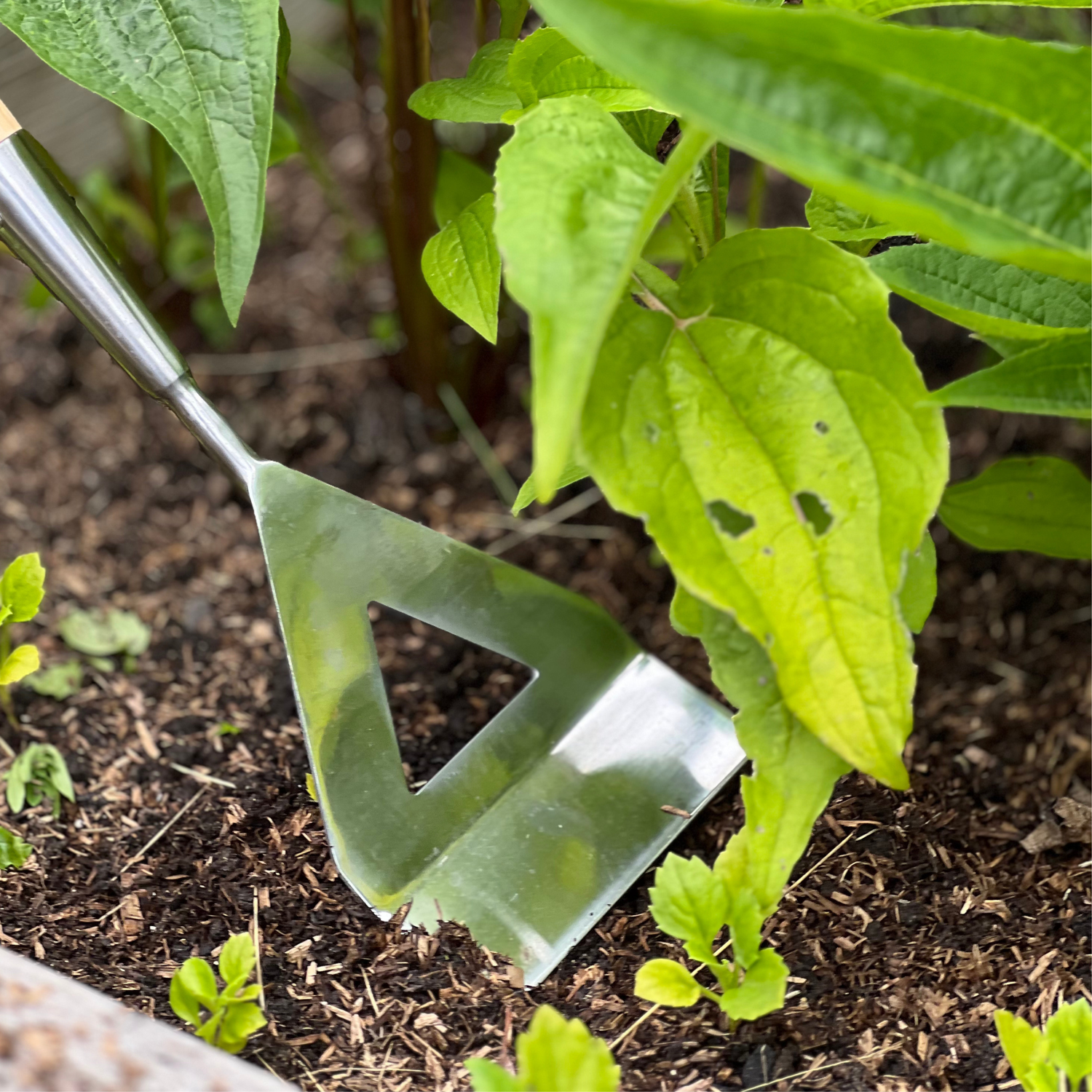Growers Own Stainless Steel Dutch Hoe w/Ashwood Handle