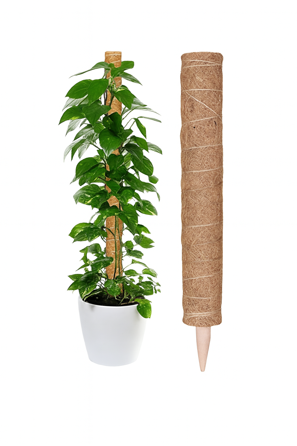GROWERS OWN Coconut Moss Plant Support Pole 60cm