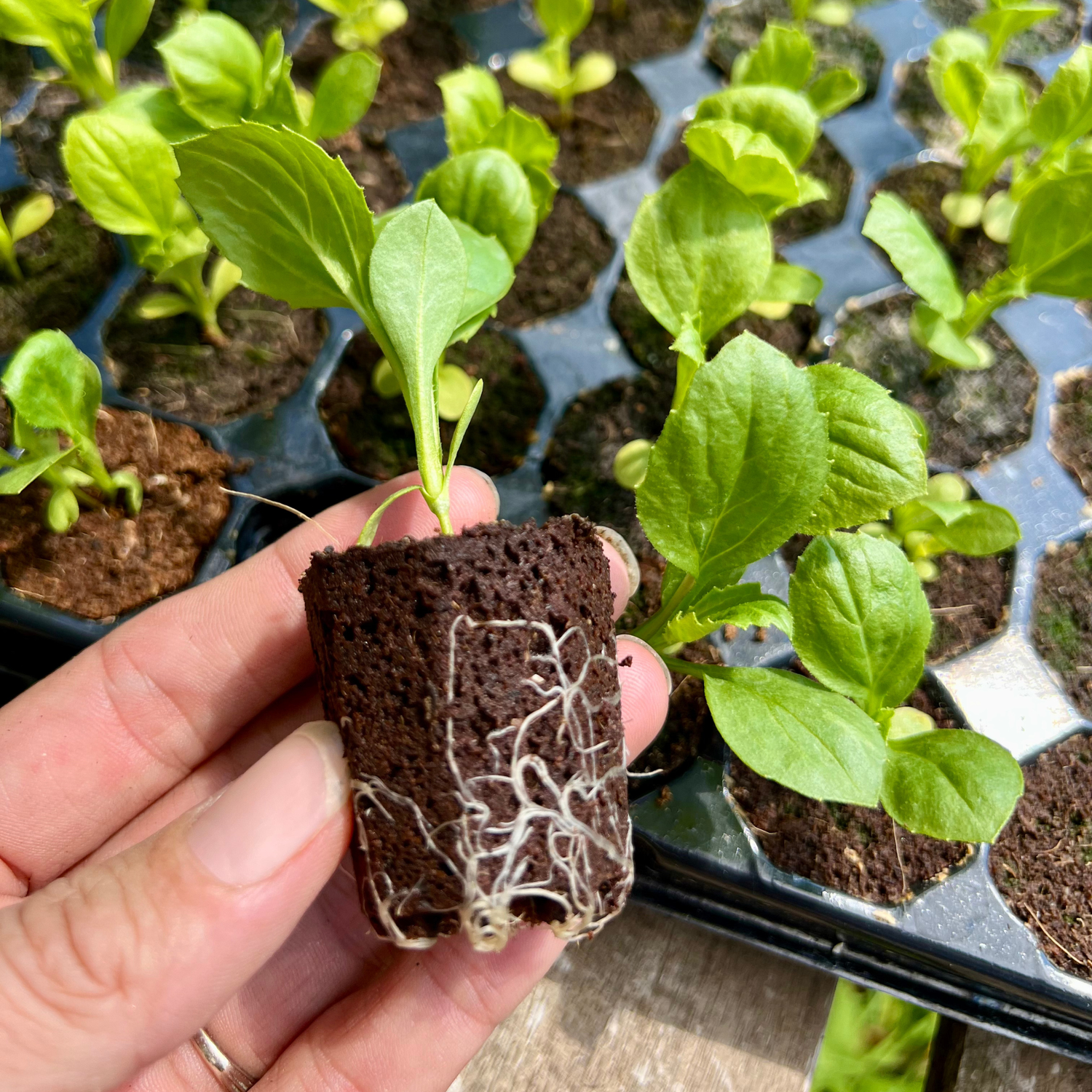 Pure Harvest CocoPeat 8 - 104 Plugs - 1 Box of 10 Trays