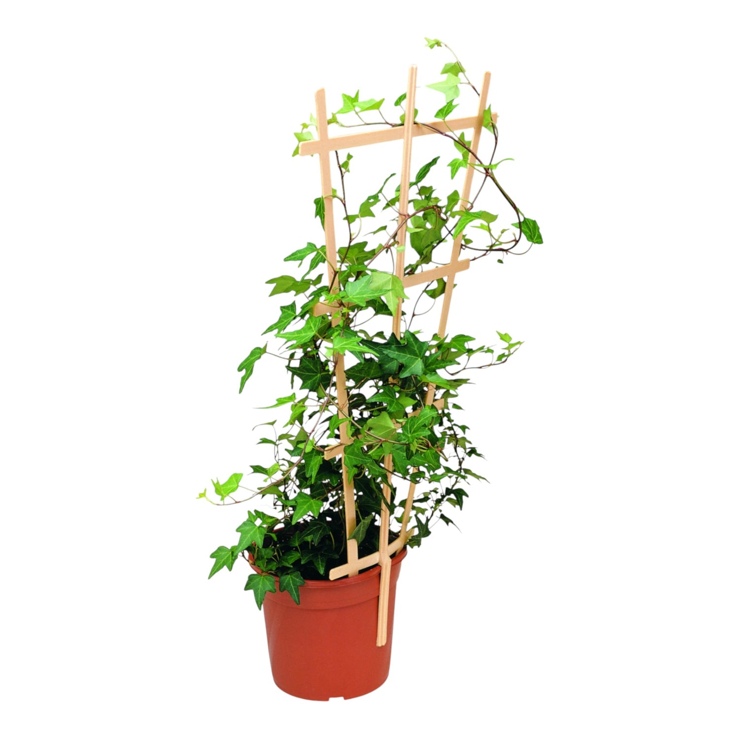 Clip On Trellis 50cm 20" GREEN (Box of 50)