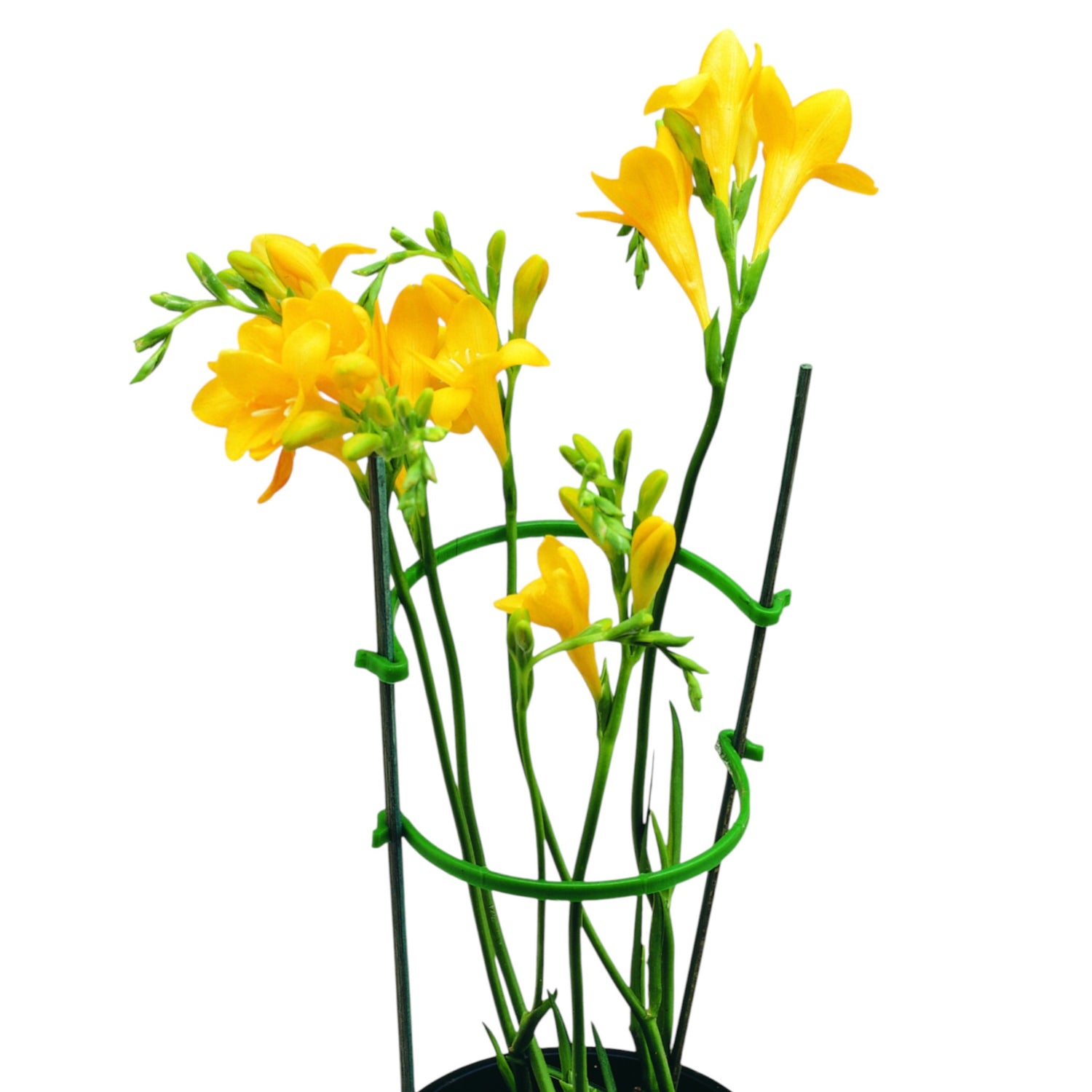 Plant Support Clip 11cm Diameter GREEN (Box of 500)