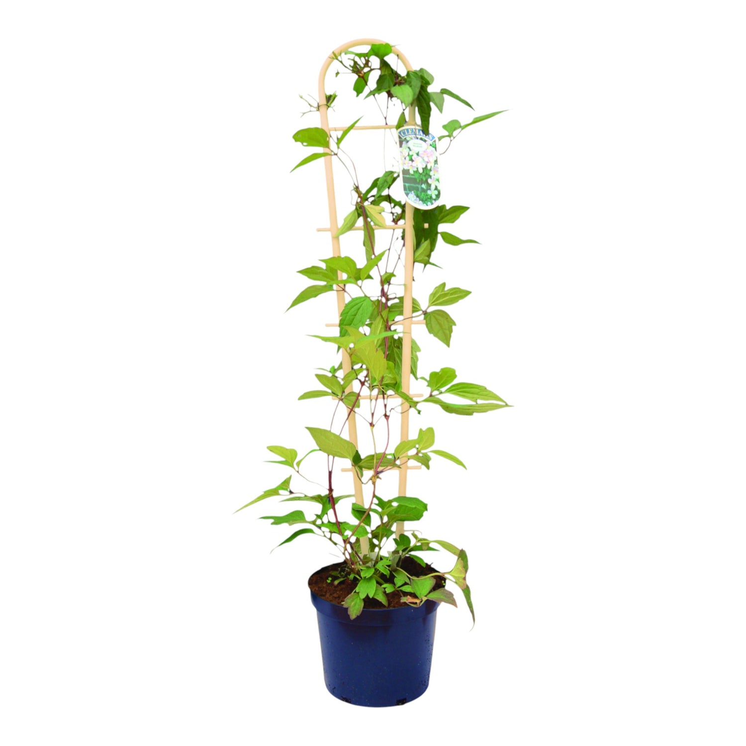 Stick-In Trellis 55cm 21.6" BAMBOO (Box of 50)