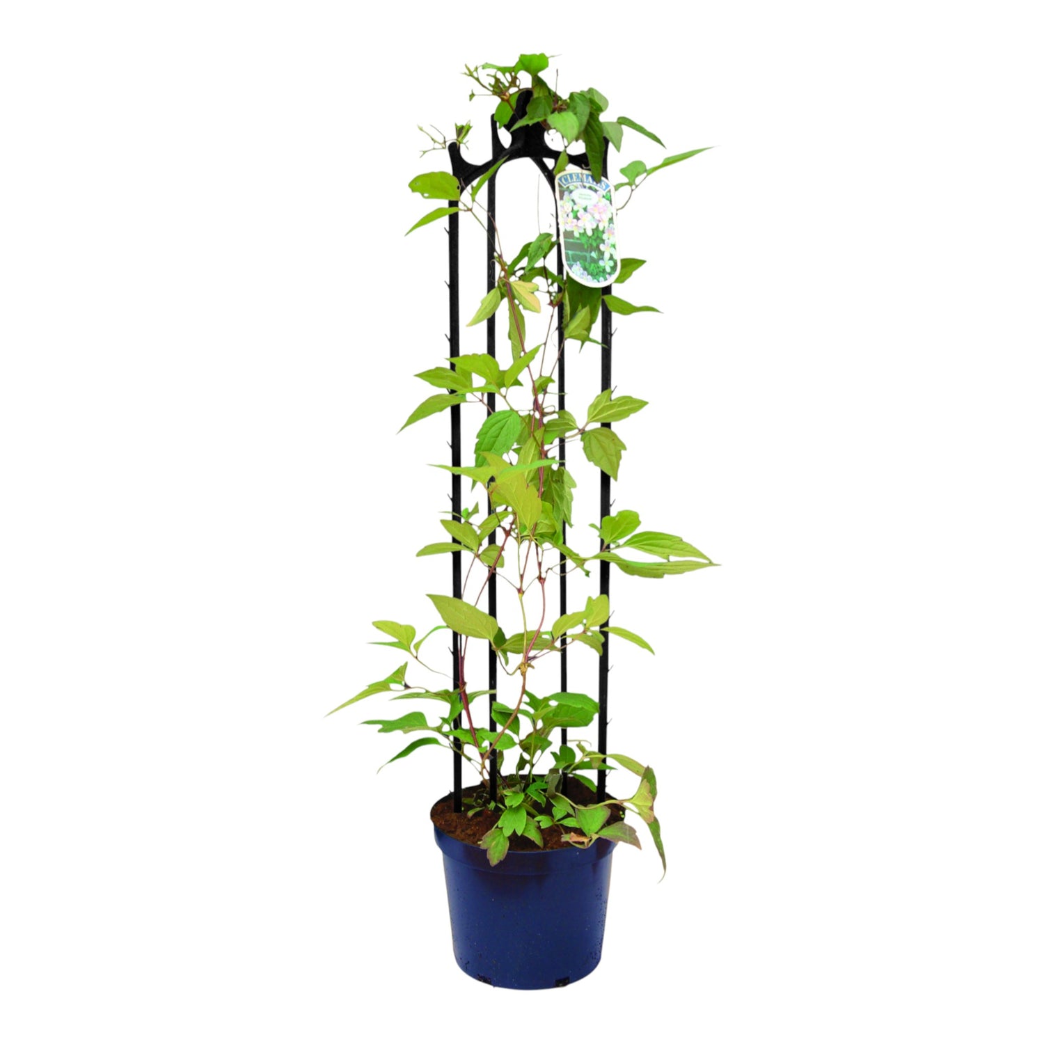 Obelisk 2 - 65cm BLACK (Box of 75)