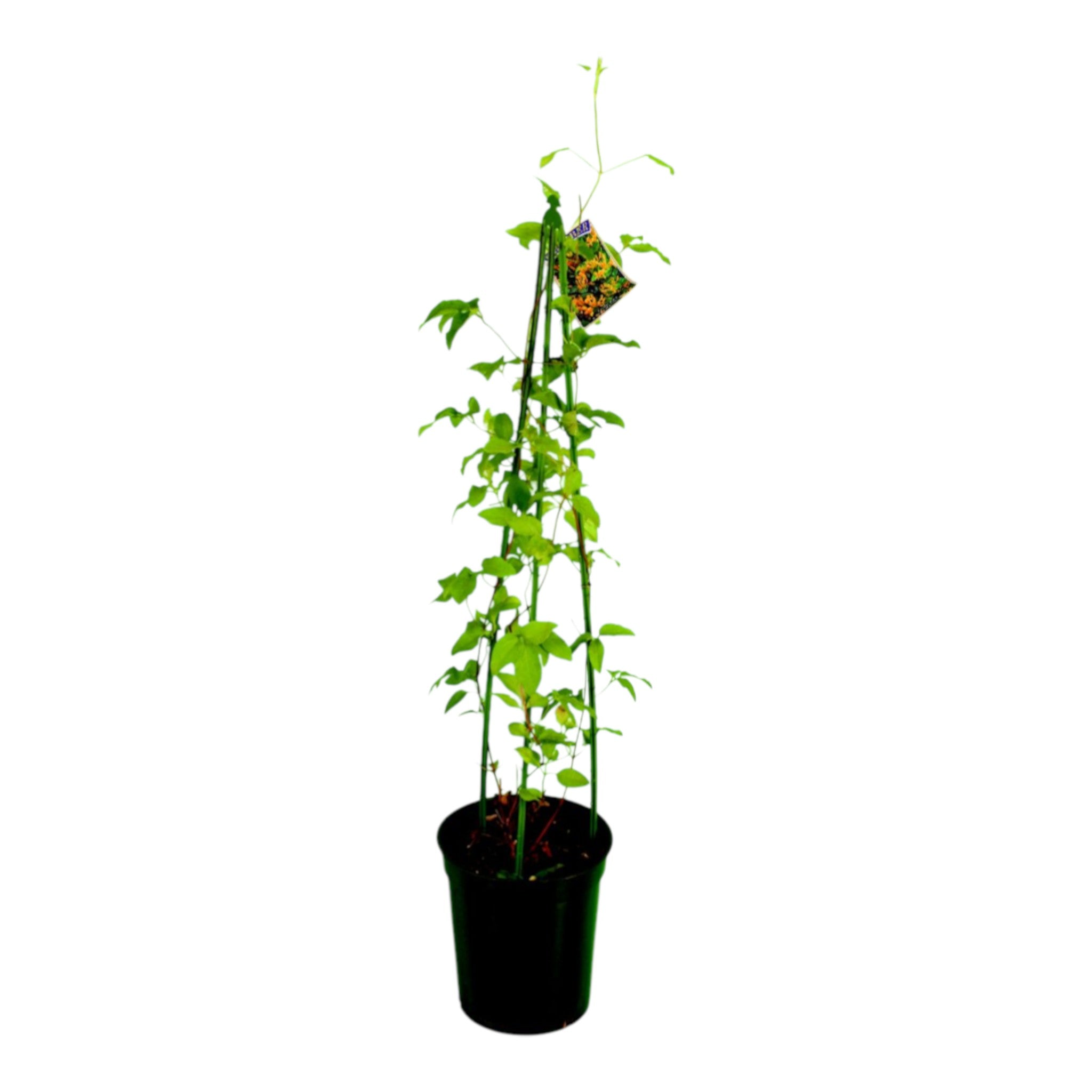 Tripod 60cm GREEN (Box of 250) – Creation Horticulture