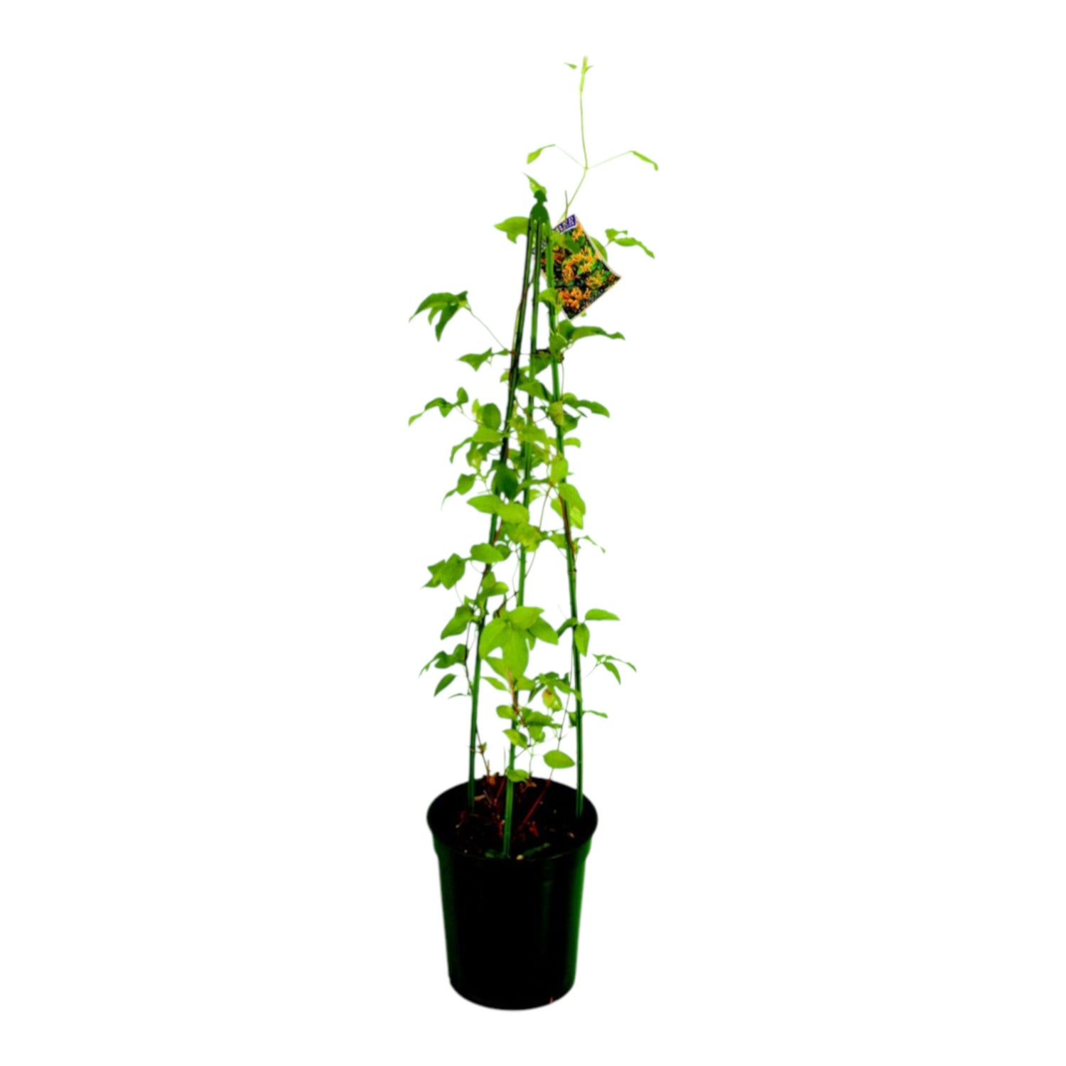 Tripod 60cm GREEN (Box of 250)